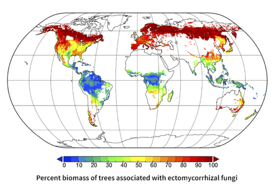 Scientists Map Global Internet Of Mushrooms Fungi Em 555x387 