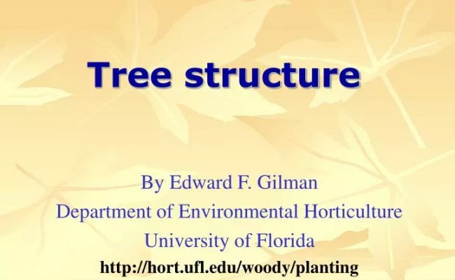 PPT - Tree Structure PowerPoint Presentation, Free Download - ID:522631
