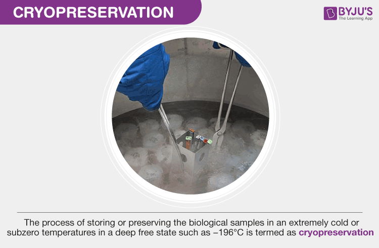 Cryopreservation is the method of keeping the live cells, tissues and other biological samples in a deep freeze at subzero temperatures for . Cryopreservation And Its Applications