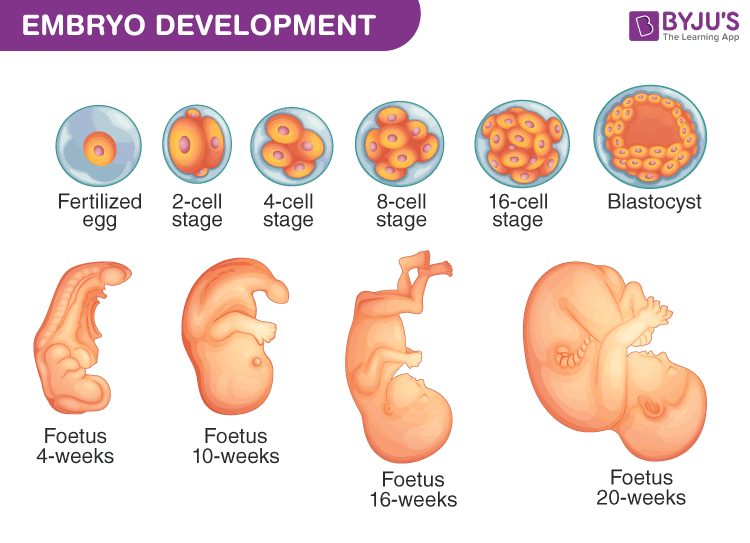 How Does the Zygote Become a Blastocyst?