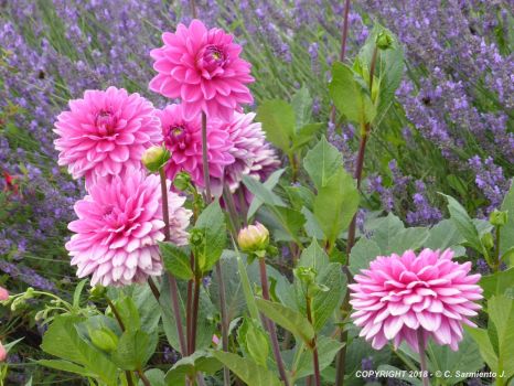 Dahlia is an important plant in the world as pot plant and cut flower, it is native to mexico, were it is a source of food, medicine and ornamental value. Solve Mexico Dahlias National Flower Of Mexico Jigsaw Puzzle Online With 88 Pieces