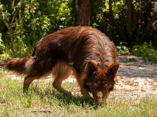German Shepherd Coat Colors Length Care Playbarkrun