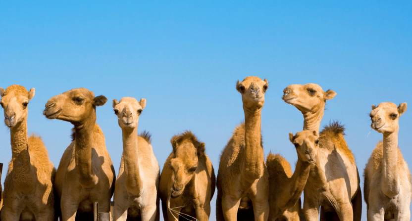 The ufc has grown explosively under dana white. For two camels, any day can be hump day