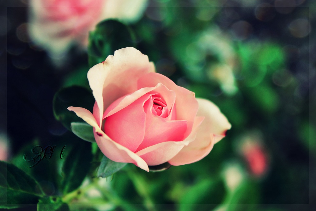 Select a compositing image to download for free. Using The Background In Photo Composition Picsart Blog