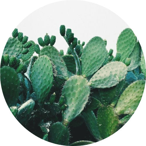 Paling Baru Stiker Tumblr Kaktus - Aneka Stiker Keren