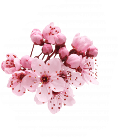 You can print and color tulip coloring pictures of flowers. Popular and Trending cherryblossom Stickers on PicsArt