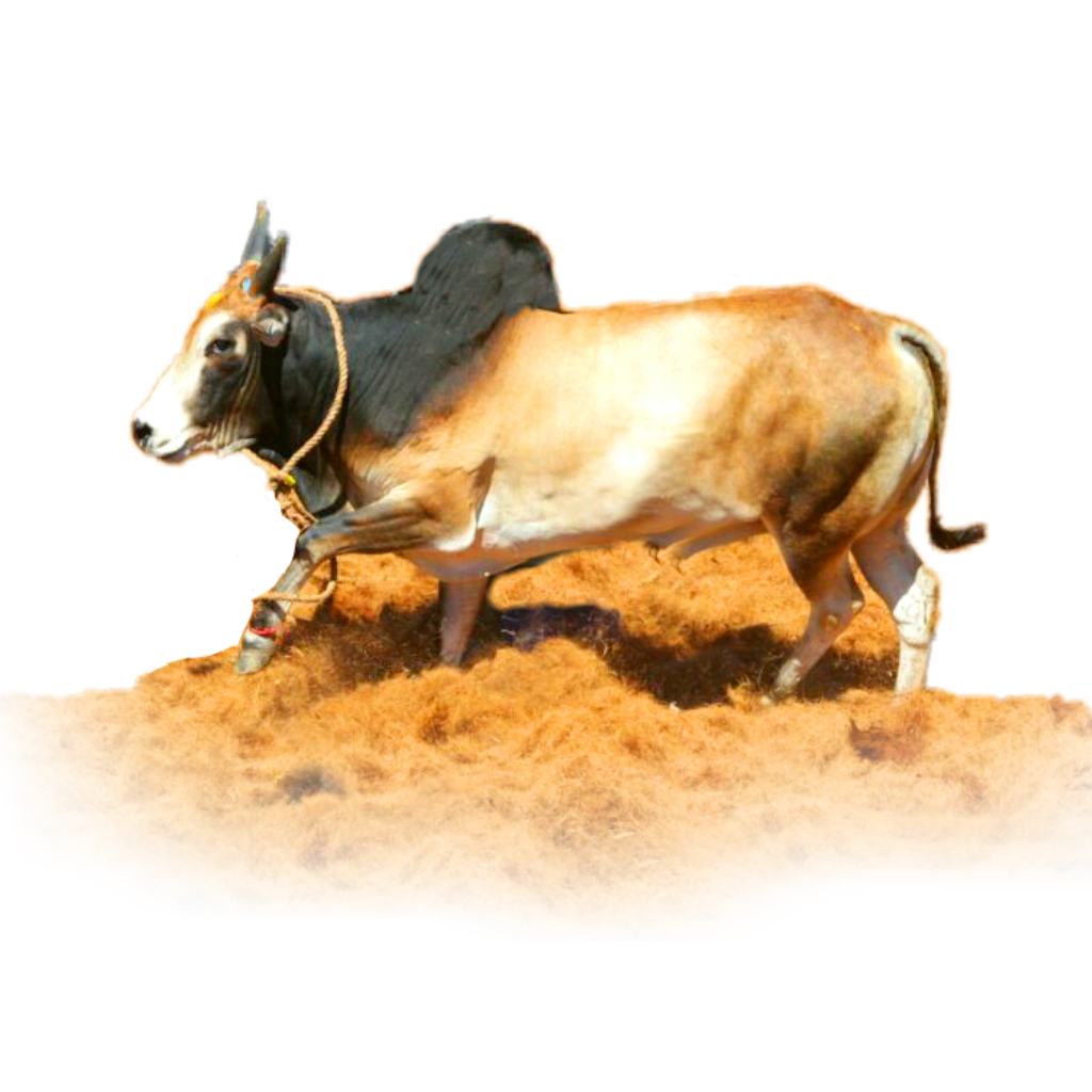 View 19 Jallikattu Png Hd Download