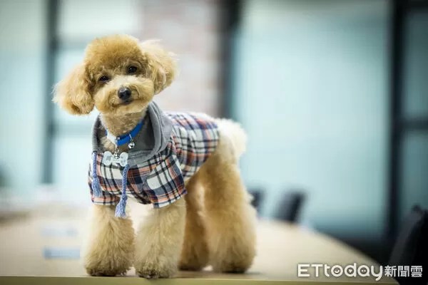 專業獸醫師在診間向飼主提供寵物營養保健諮詢