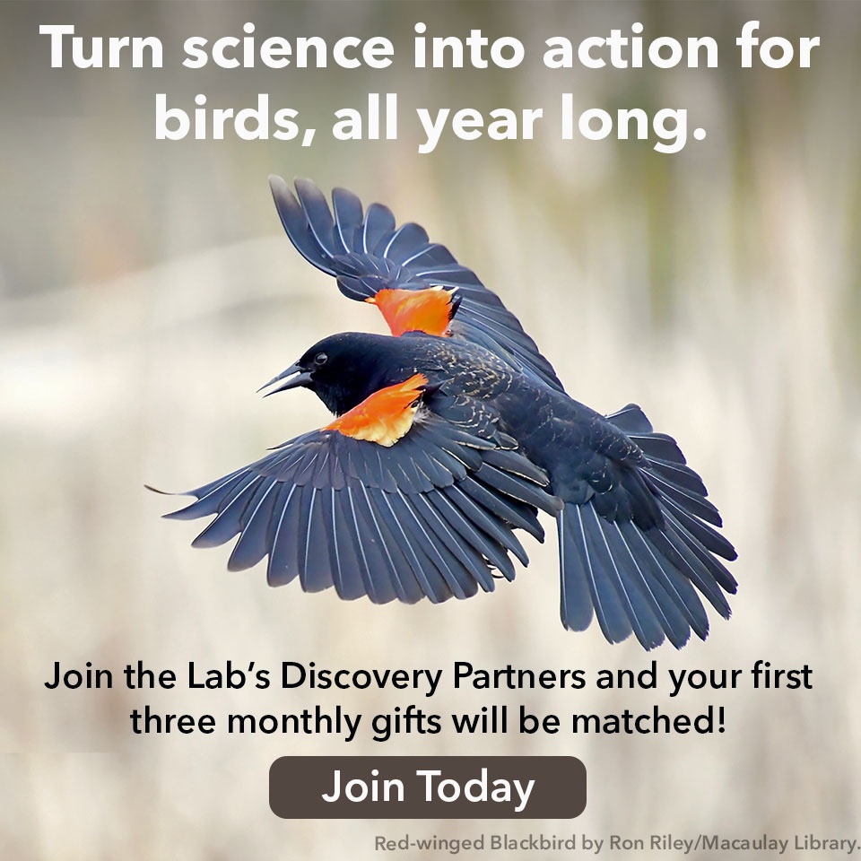 Birding With Technology In The Year 2025 Our Predictions