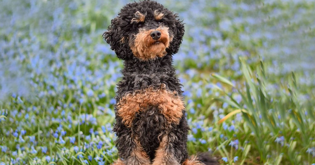 Phantom Poodle Genetics Types Care Real Pictures Phantom Poodle Feature 