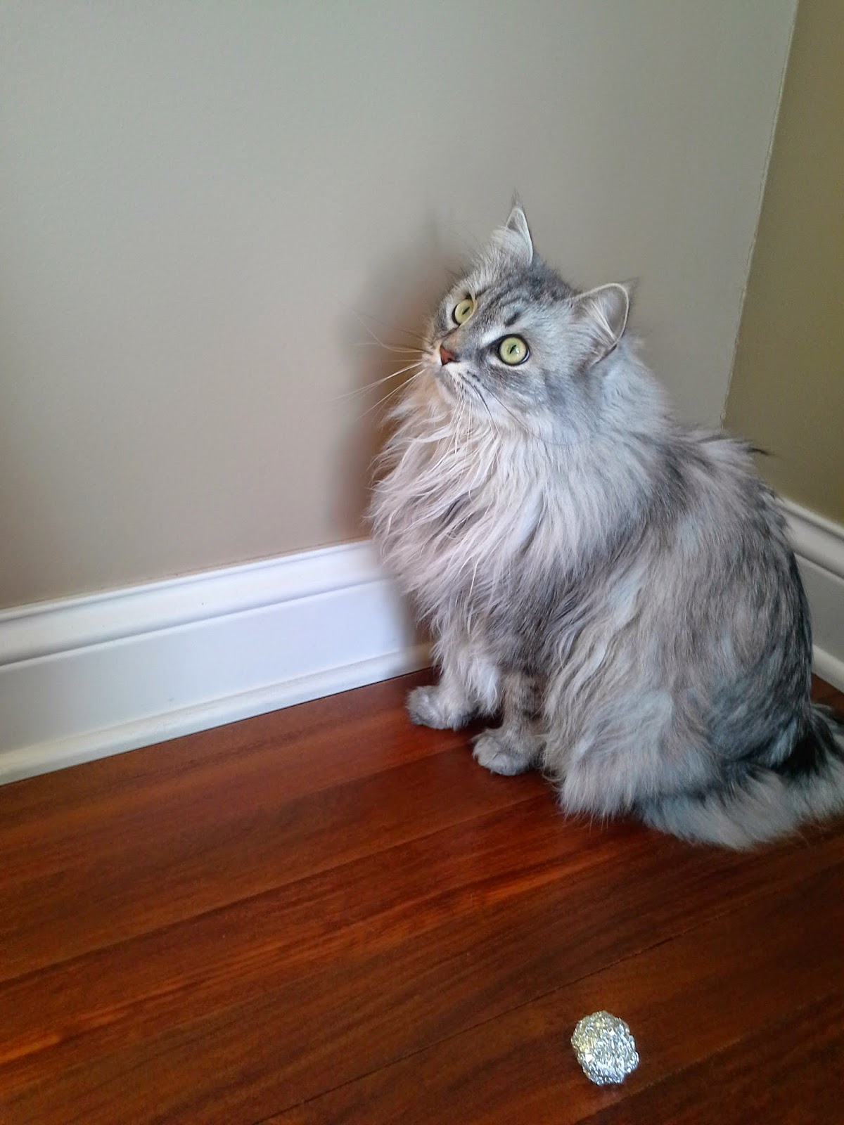 Random cat