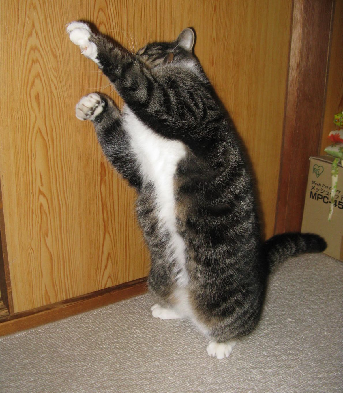Random cat