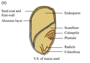 Ncert Solutions Chapter 5 Morphology Of Flowering Plants