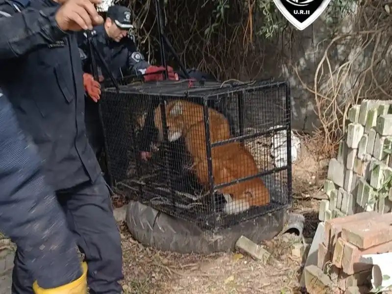 Rescataron a un aguará guazú que deambulaba por las calles de Puerto General San Martín