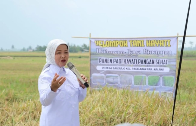 Wabup Lathifah Panen Padi Hayati, Dukung Pertanian Berkelanjutan di Kabupaten Malang