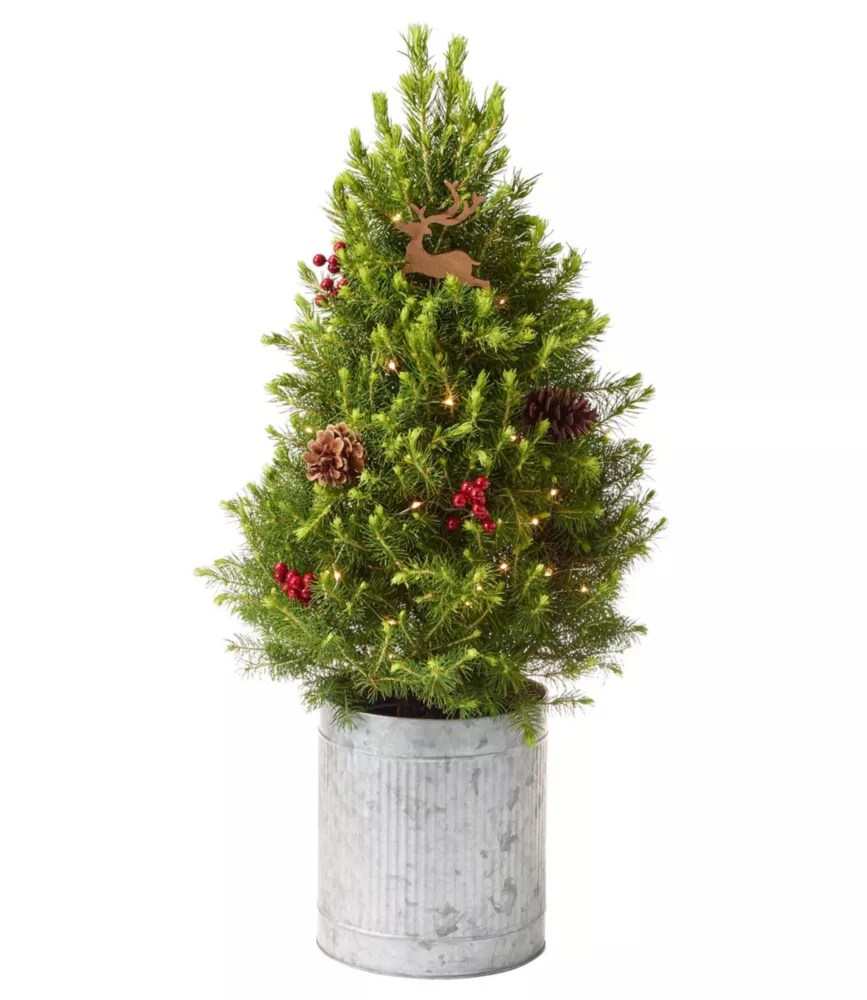 We earn a commission for products purchased through some links in this article. Christmas Reindeer Live Tree With Lights Fresh Wreaths Greenery At L L Bean