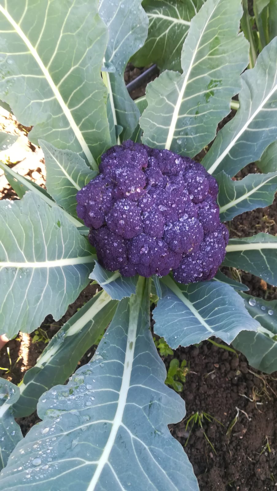 Brocoli morado