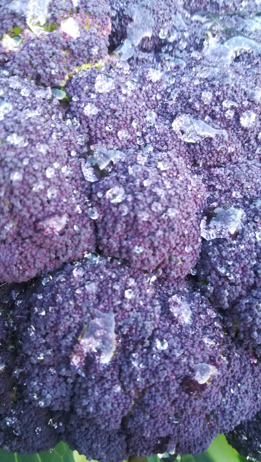 Brocoli