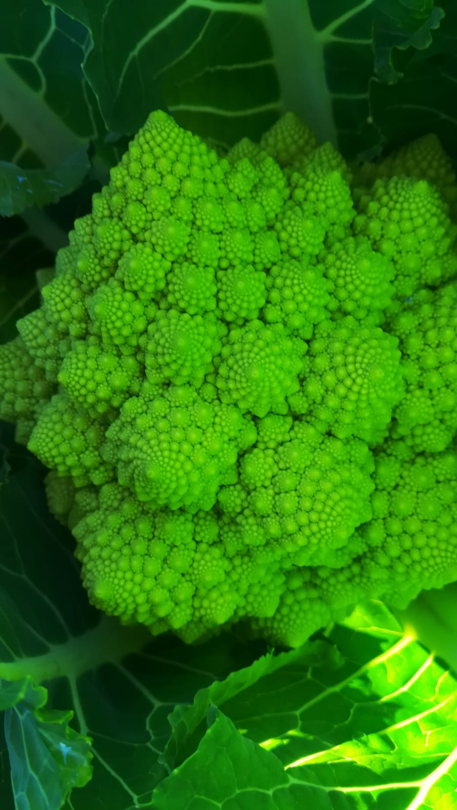 Romanescu
