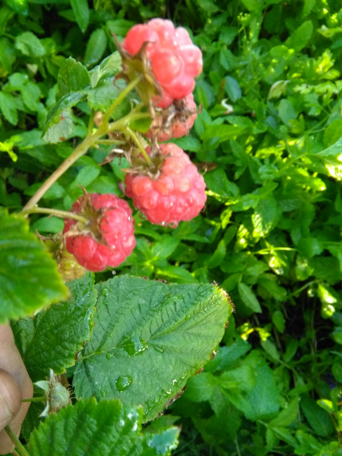 Frambuesas