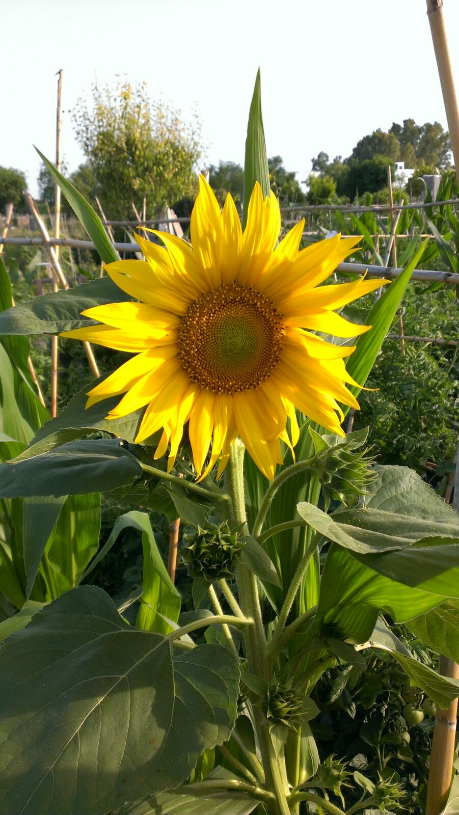 Girasol