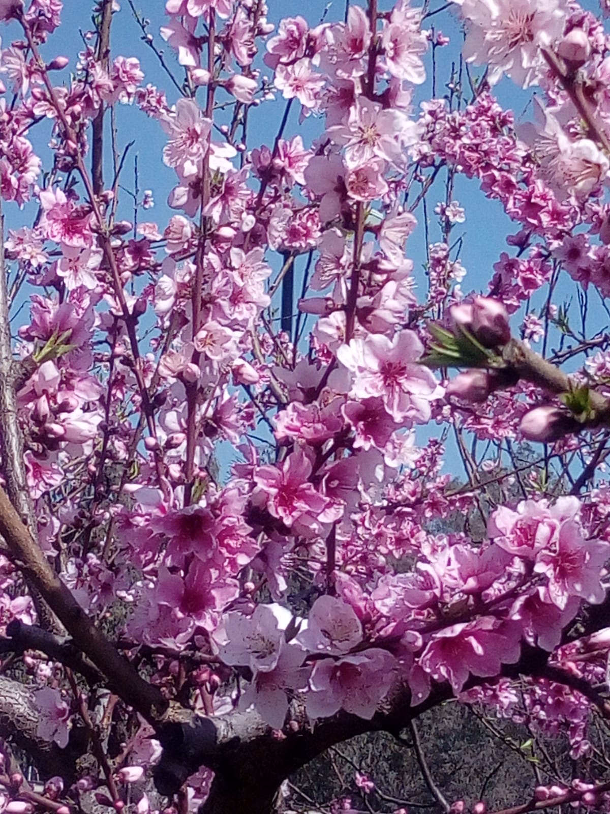 Primavera perdida