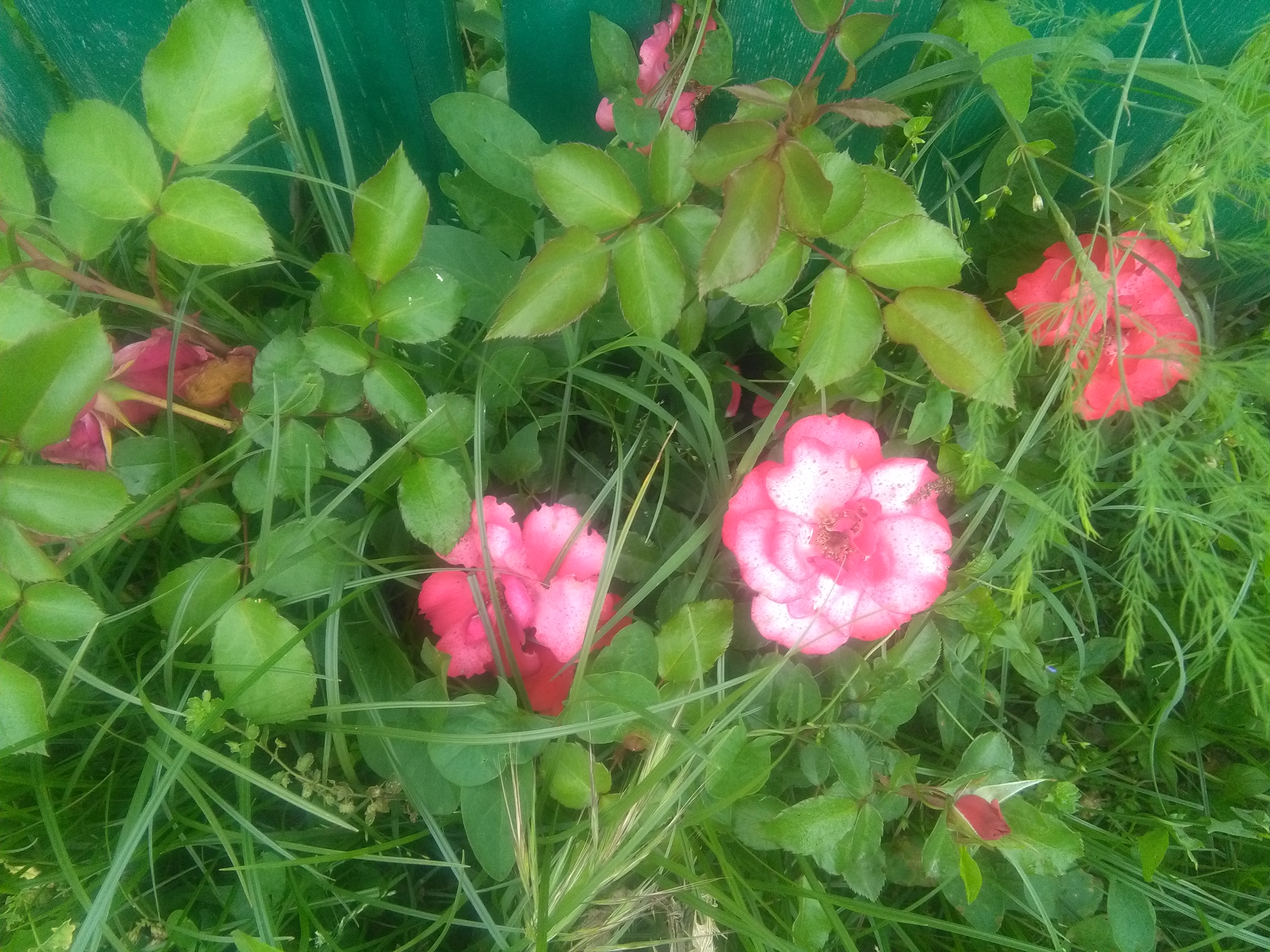 Rosas pintadas