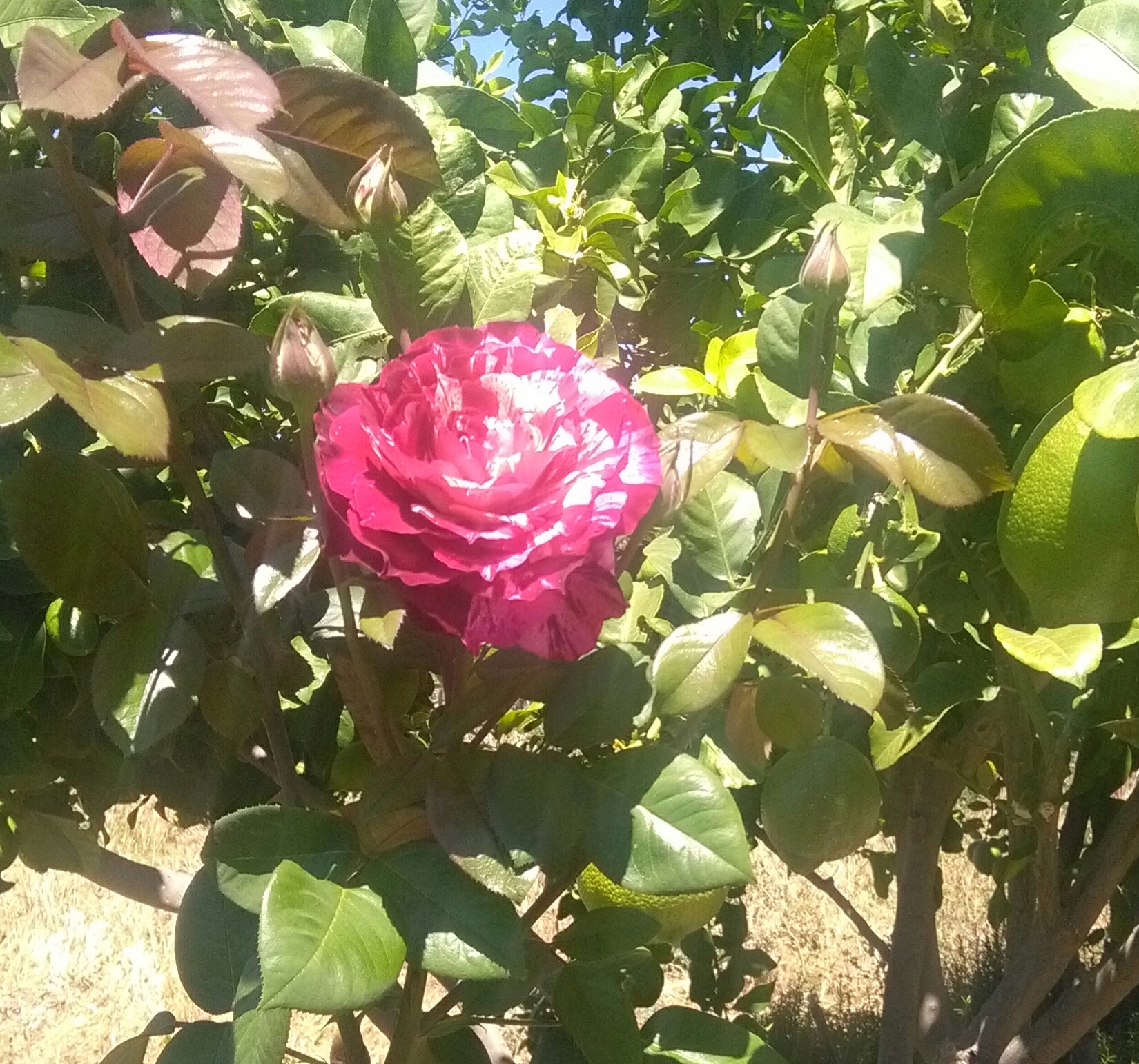 Rosa