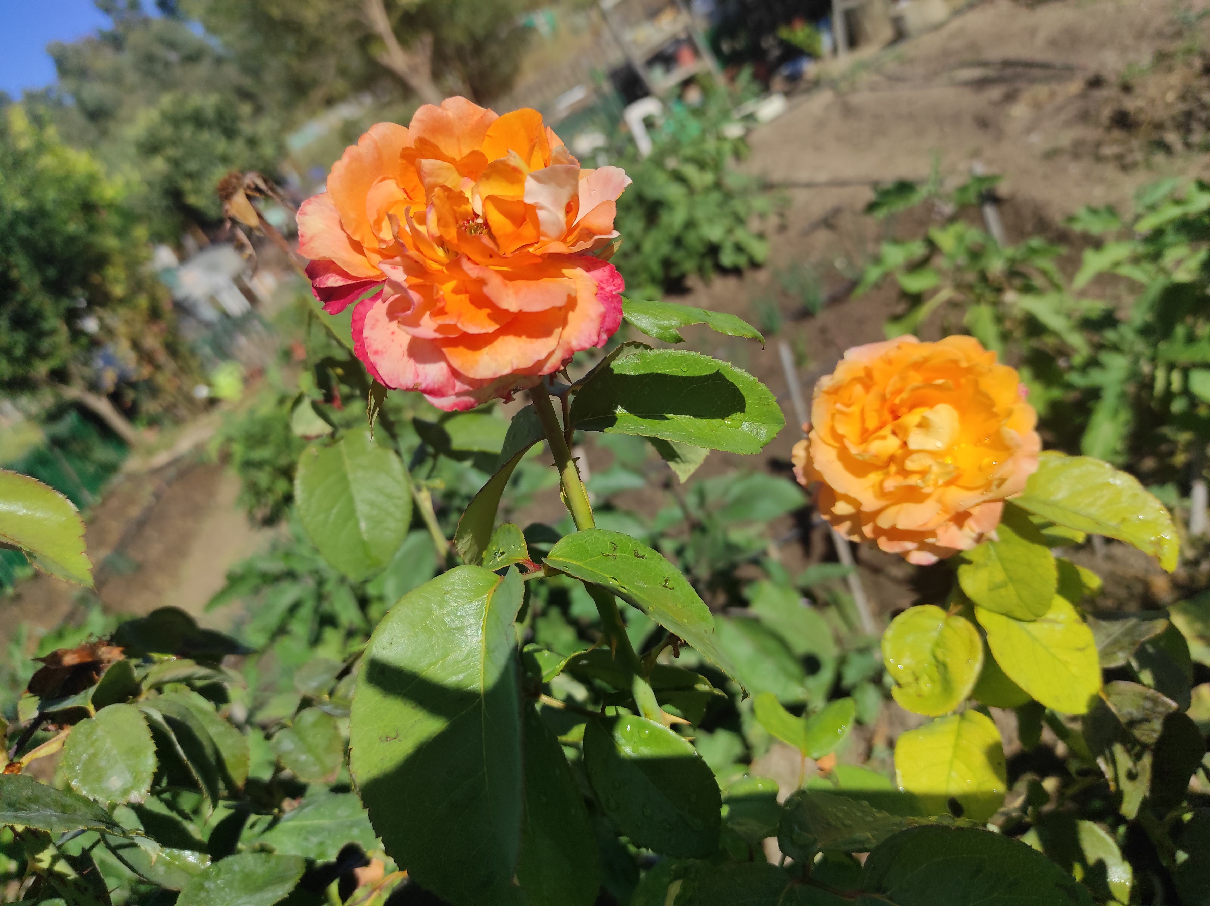 Rosas