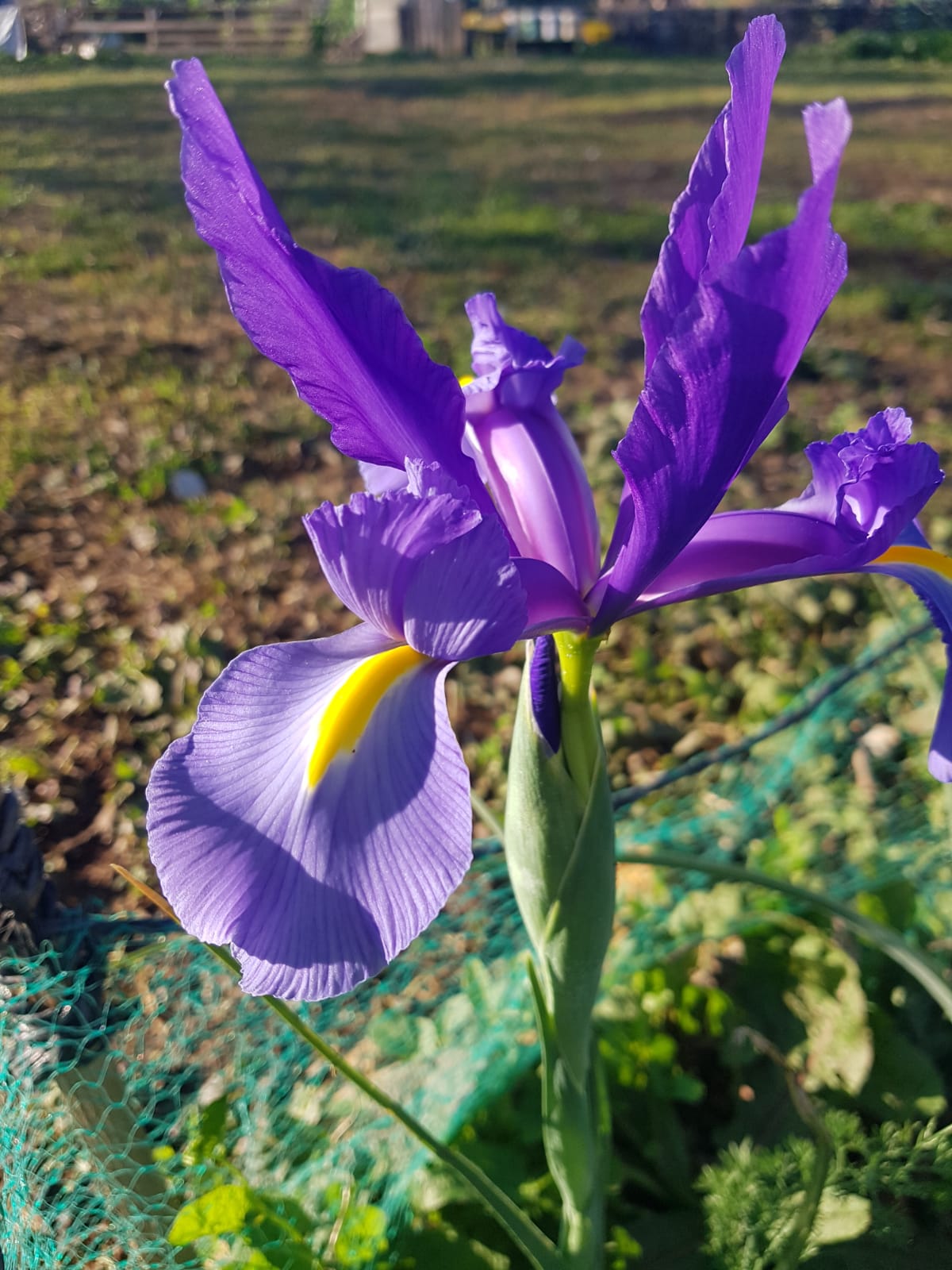Primavera 3