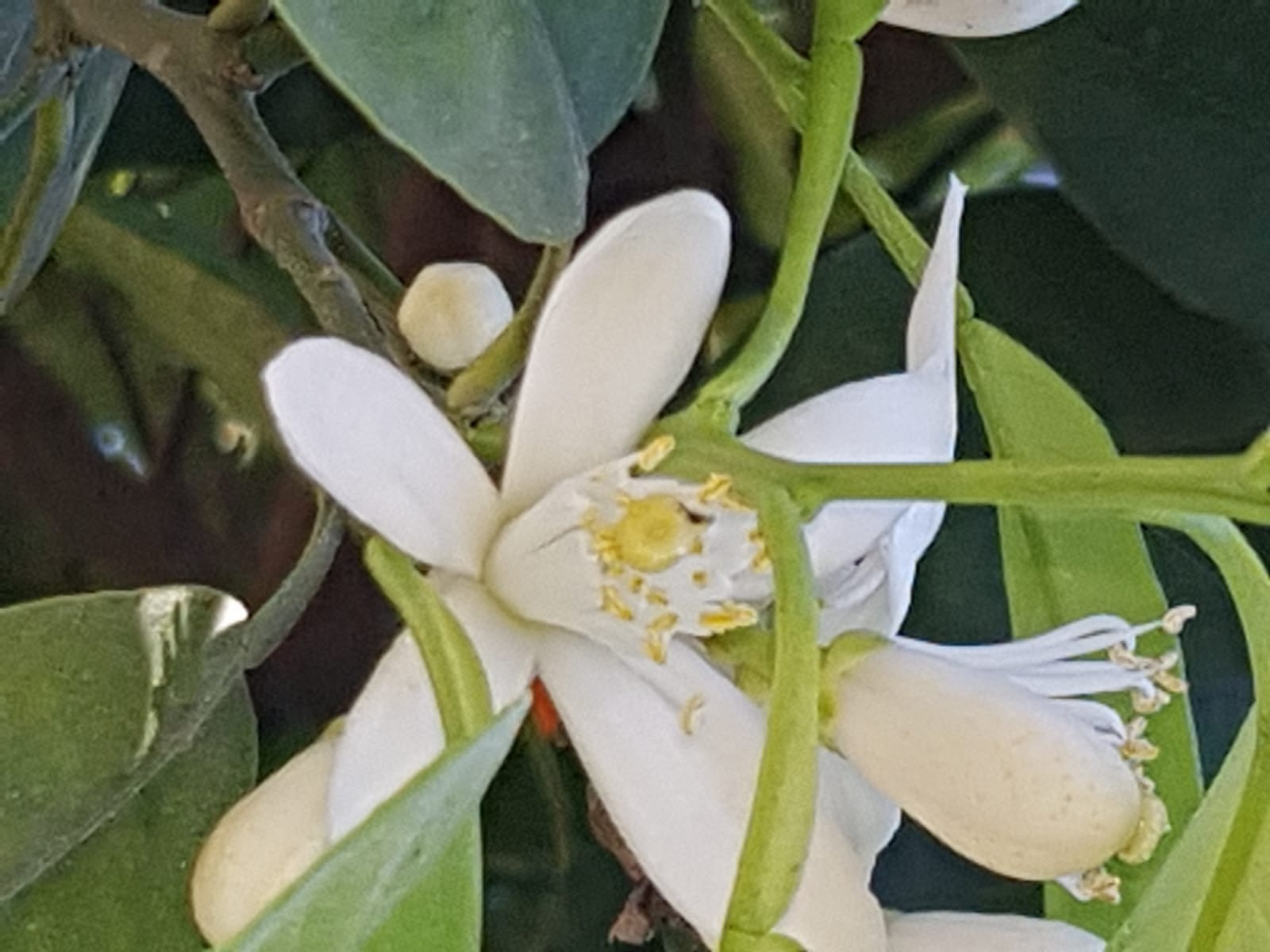 Primavera 4