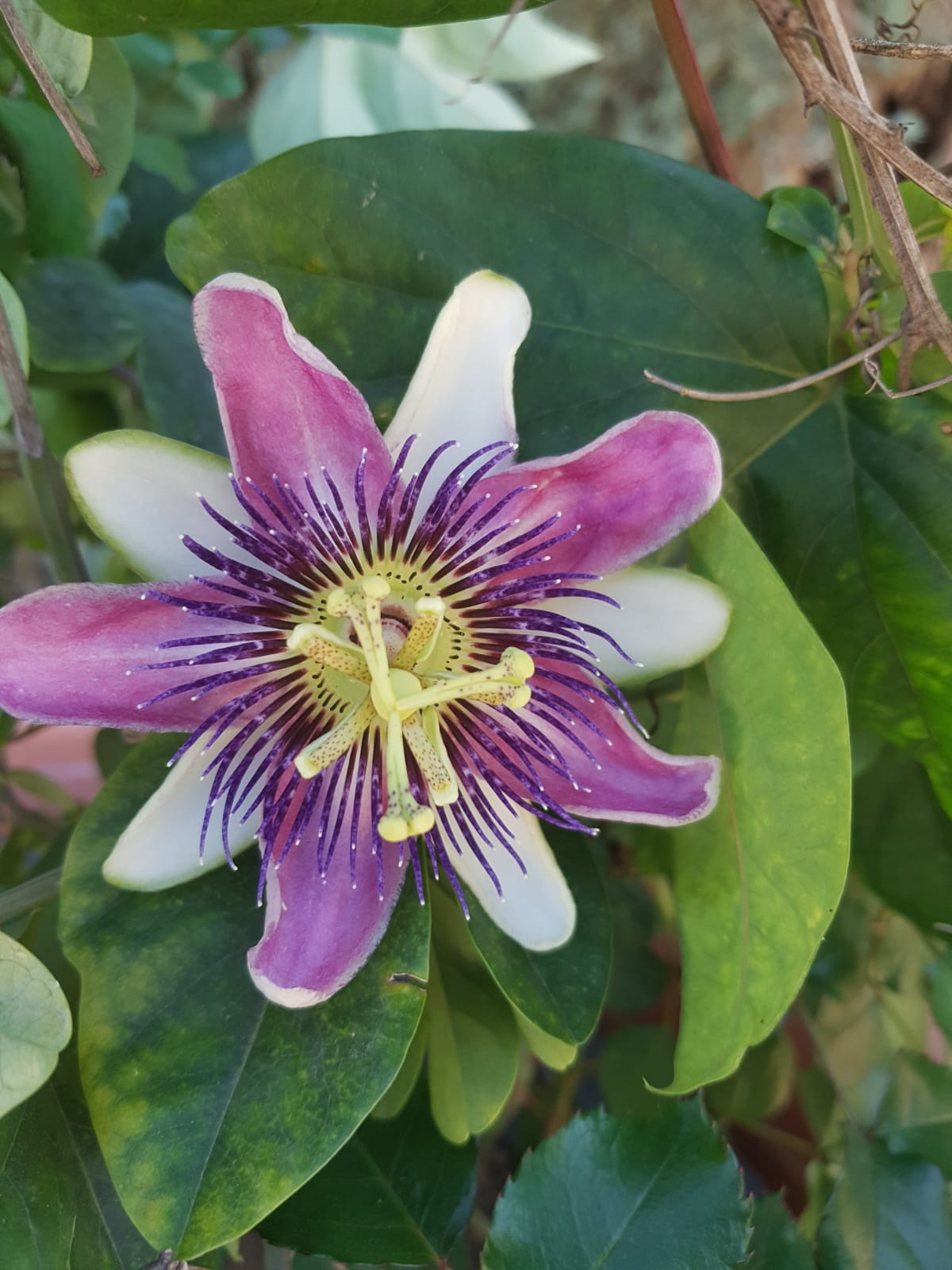 Primavera 5
