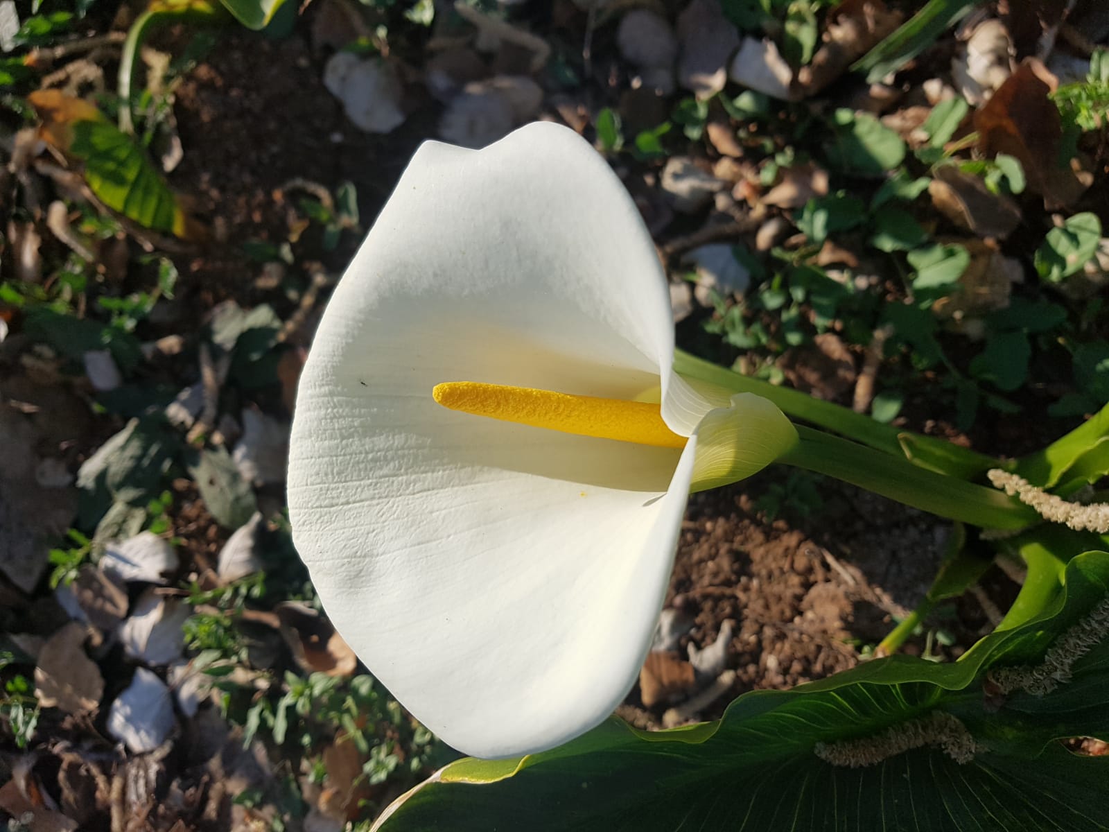 Primavera 6