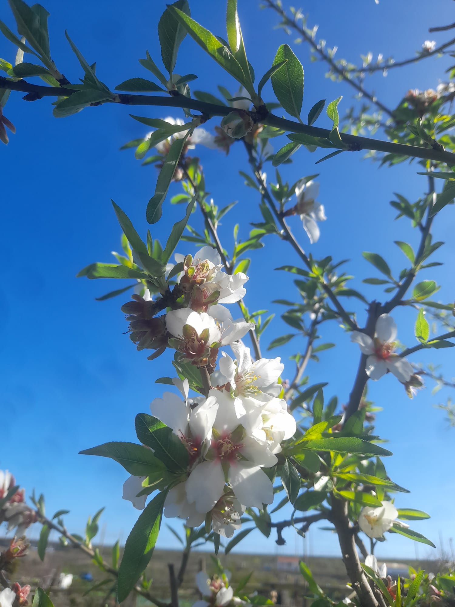 Primavera