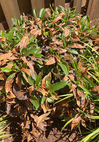 Garden news august 2021