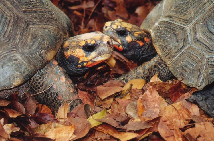 Autumn Turtles – Cedarseed