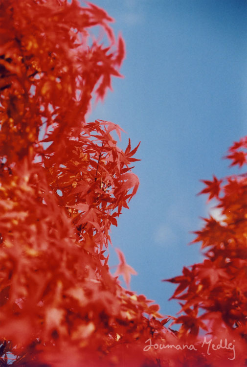 Maple-red