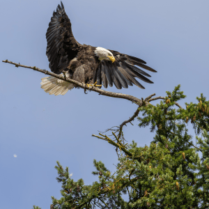 A bald eagle spreading its wings ontop of a douglas fir tree. You can learn how to take photos like this during a private photography lesson with Cedar & Shore Studio LLC