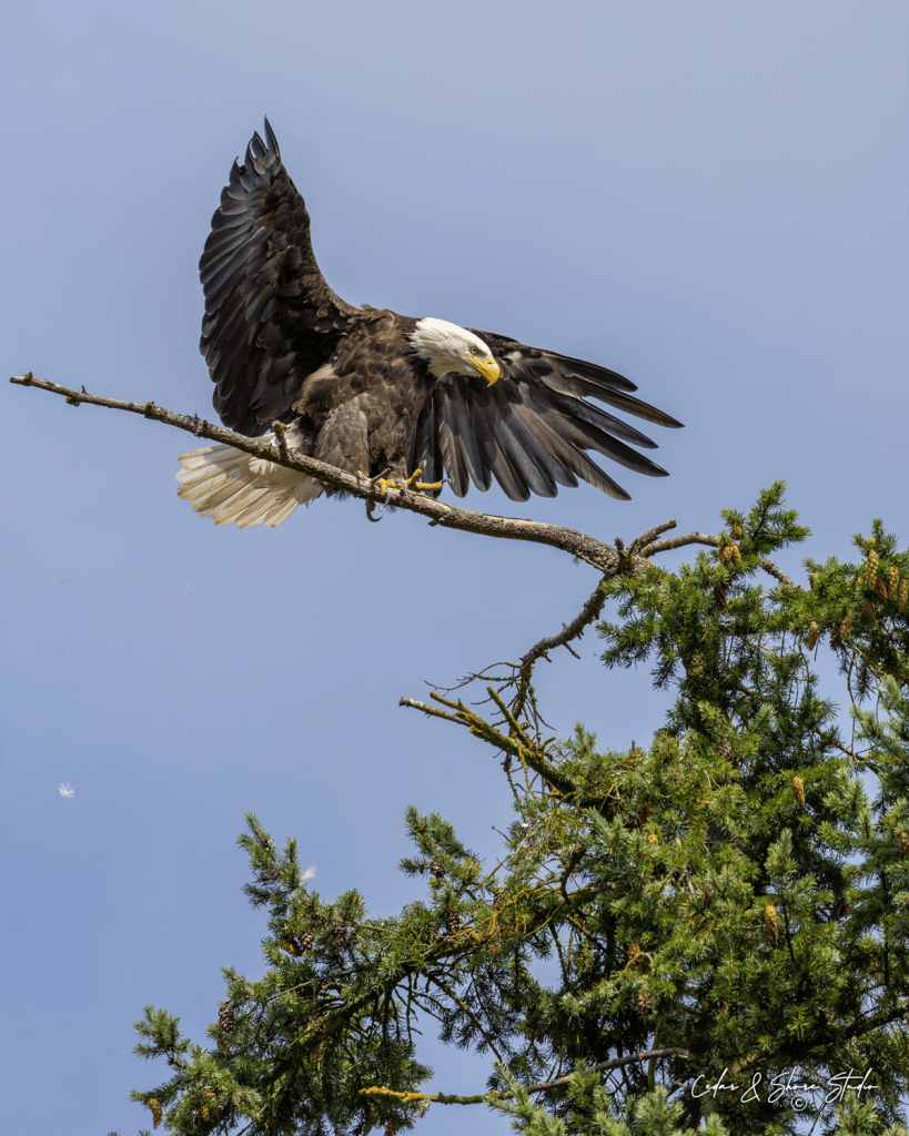A bald eagle spreading its wings ontop of a douglas fir tree. You can learn how to take photos like this during a private photography lesson with Cedar & Shore Studio LLC