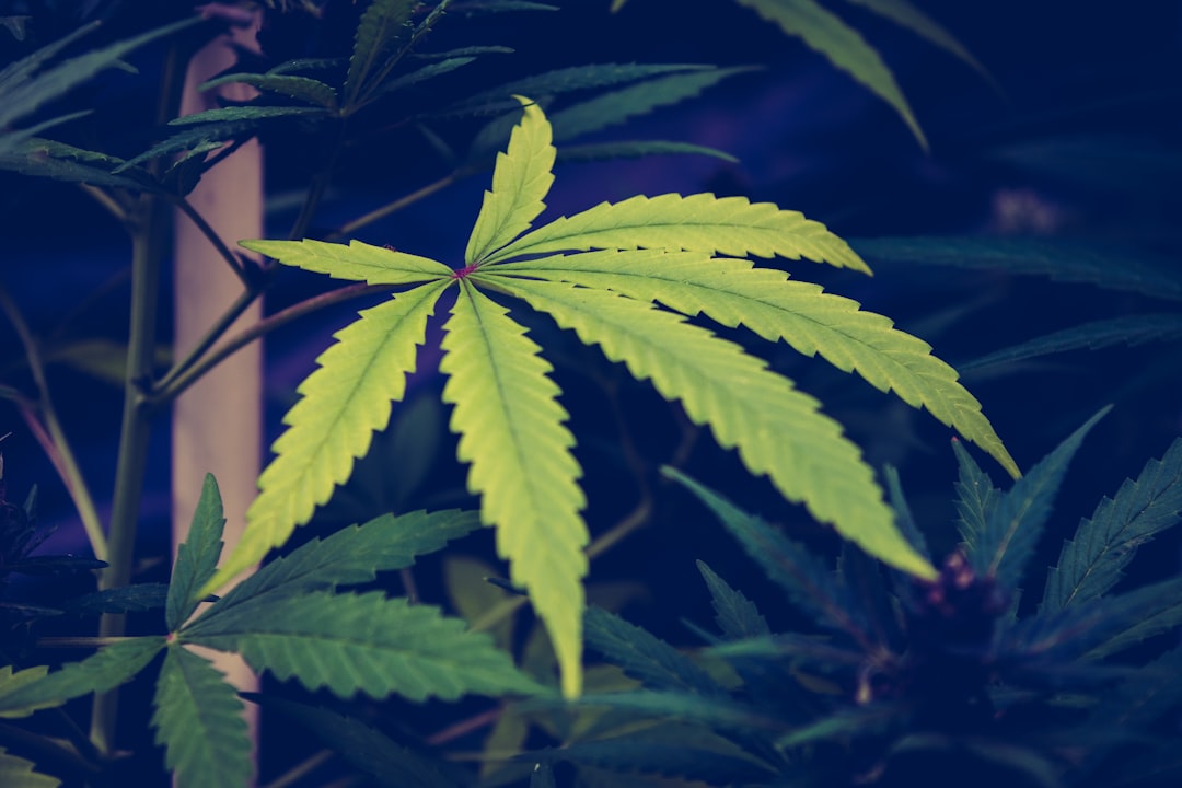 Marijuana’s Health Benefits and Risks: What the Research Actually Says