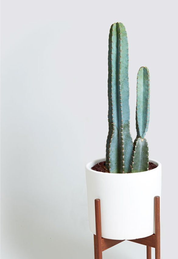 Plantas que gostam de luz