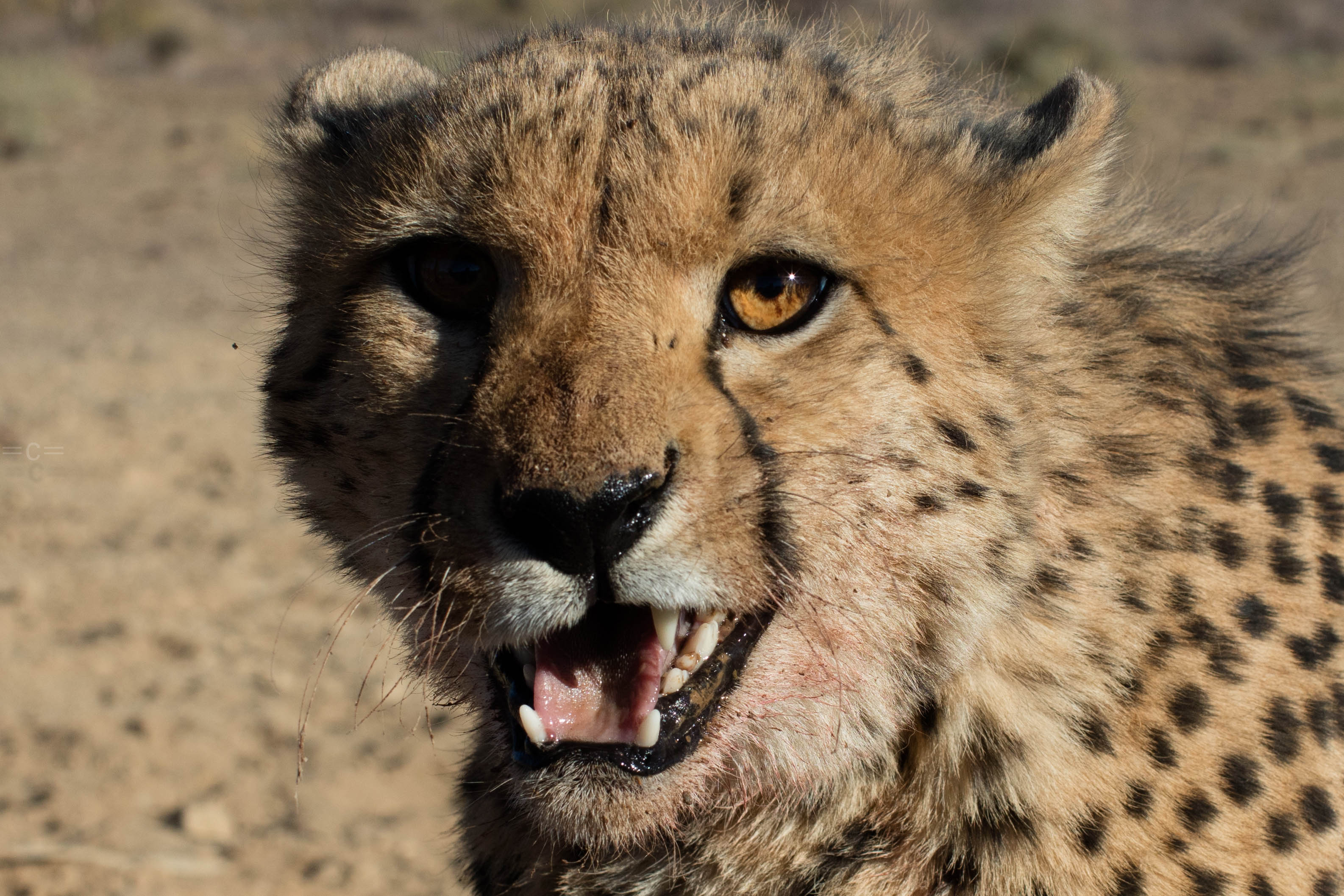namibia , naankuse, cheetah