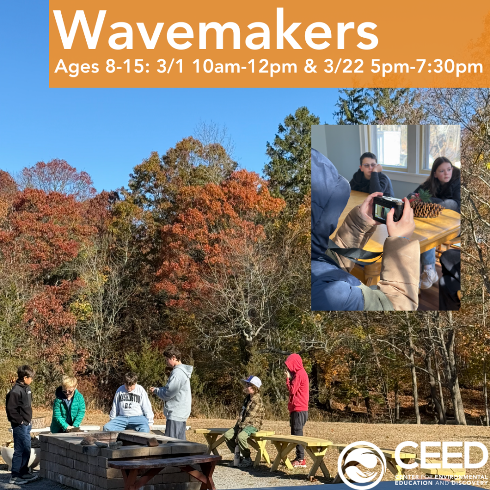 Wavemakers