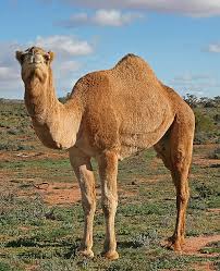 Daawo. Xisbiga wadani oo sheegay in xanuun geela laynayaa ka tilaacay somaliland
