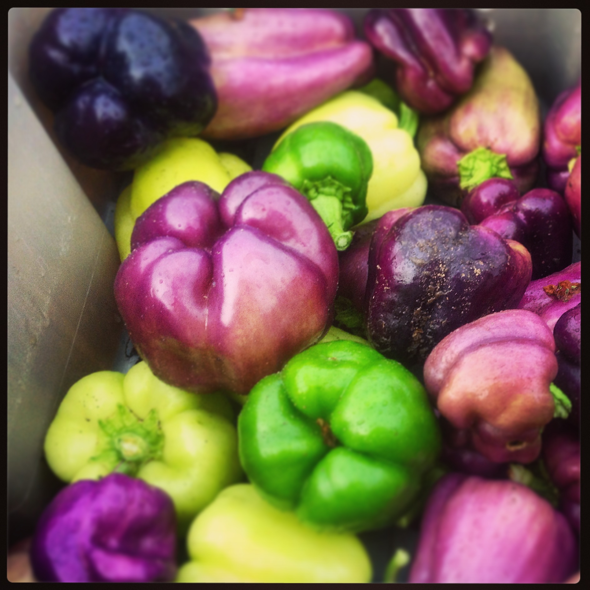 Unripe sweet peppers.