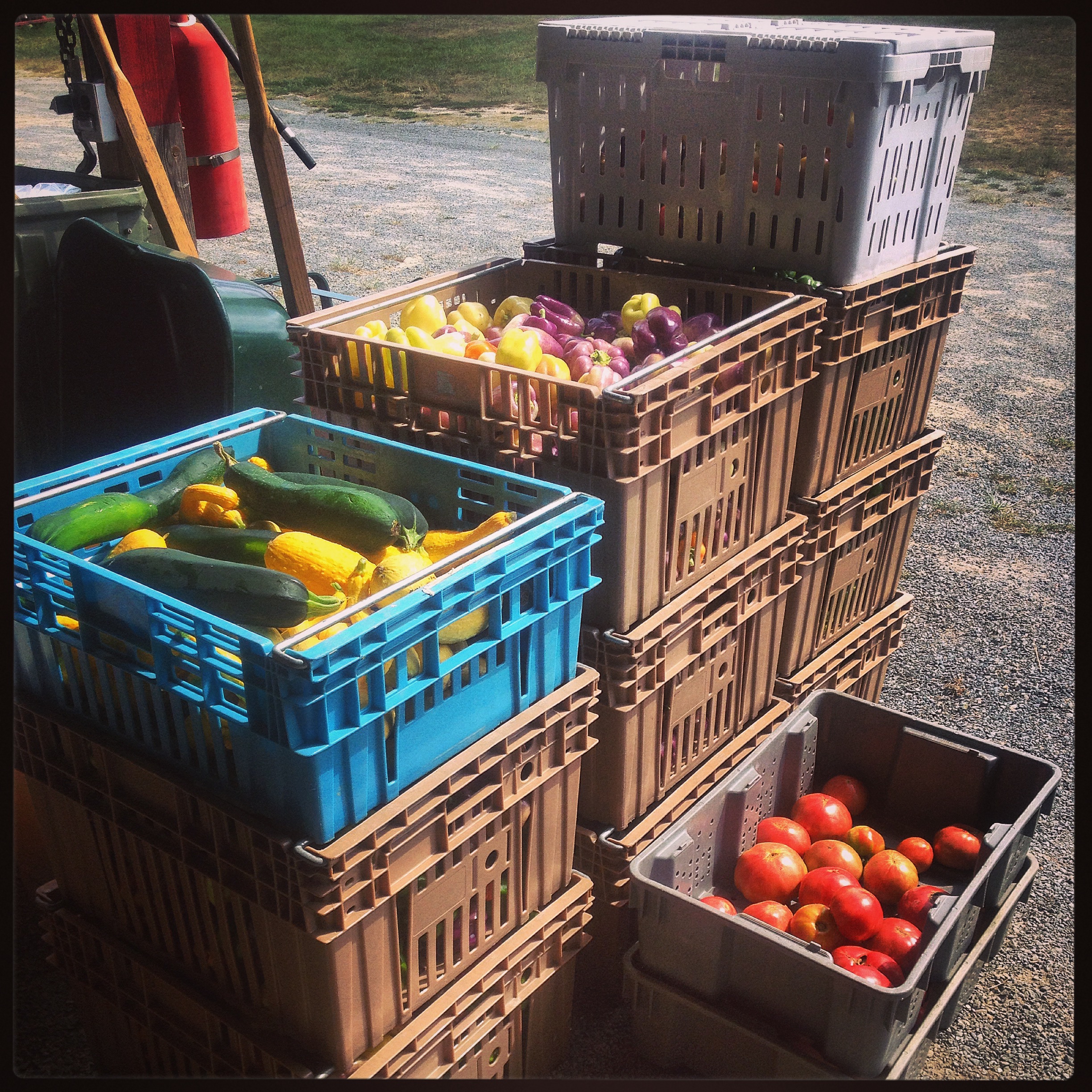 Someone ate a lot of sweet peppers, zucchini and squash.