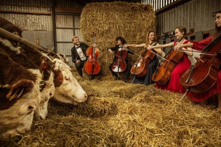 Scandinavian Cello School Cello Ensemble Plays for Cows in Lund, Denmark.
