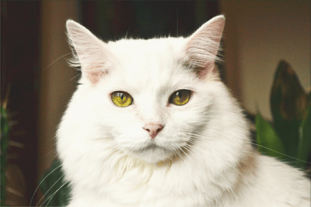 Babu the white cat in Kittie Lambton's The Cellist's Notebook
