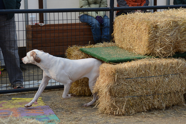barn-hunt-at-tail-wagging-events-cello-s-corner