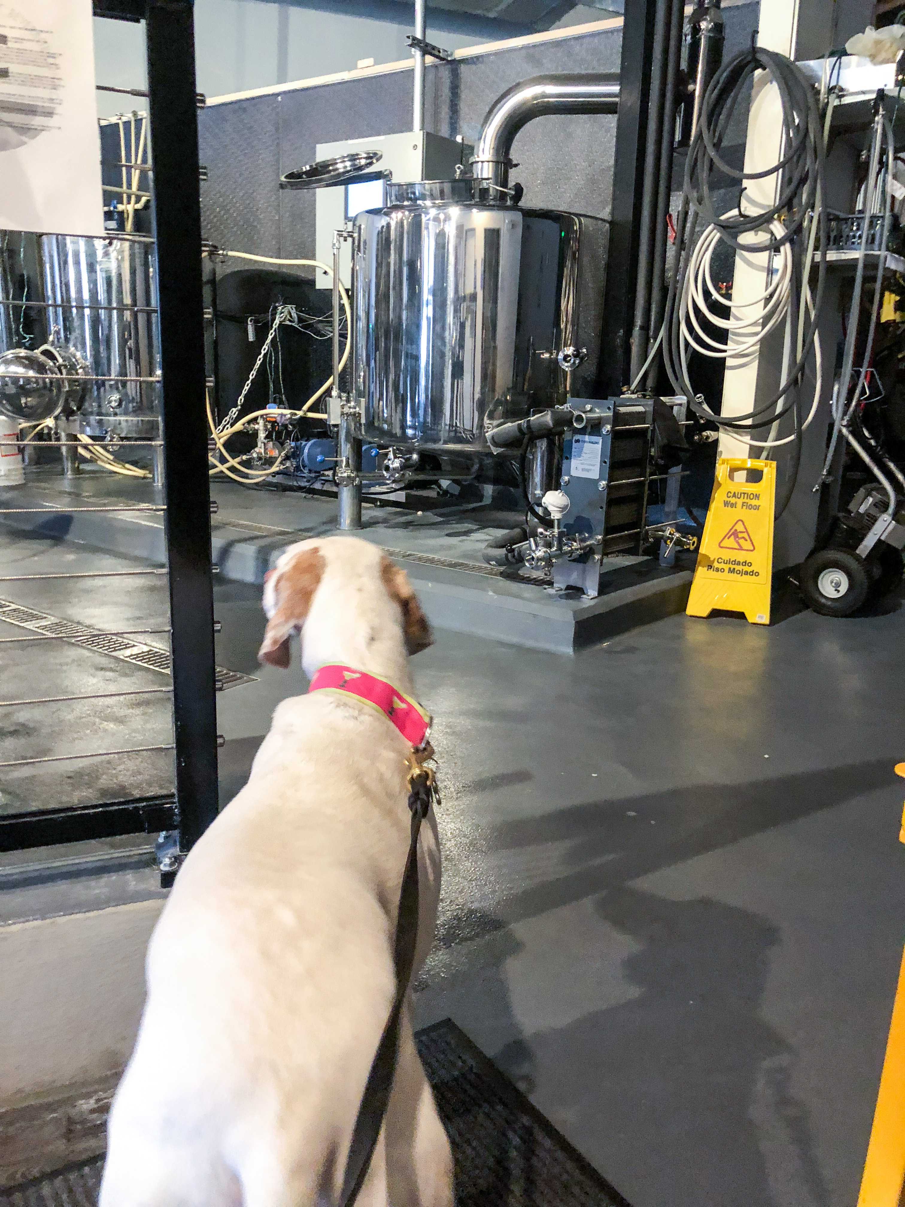 Zed’s Beer Marlton, NJ Cello's Corner